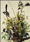 John James Audubon Mocking Bird painting